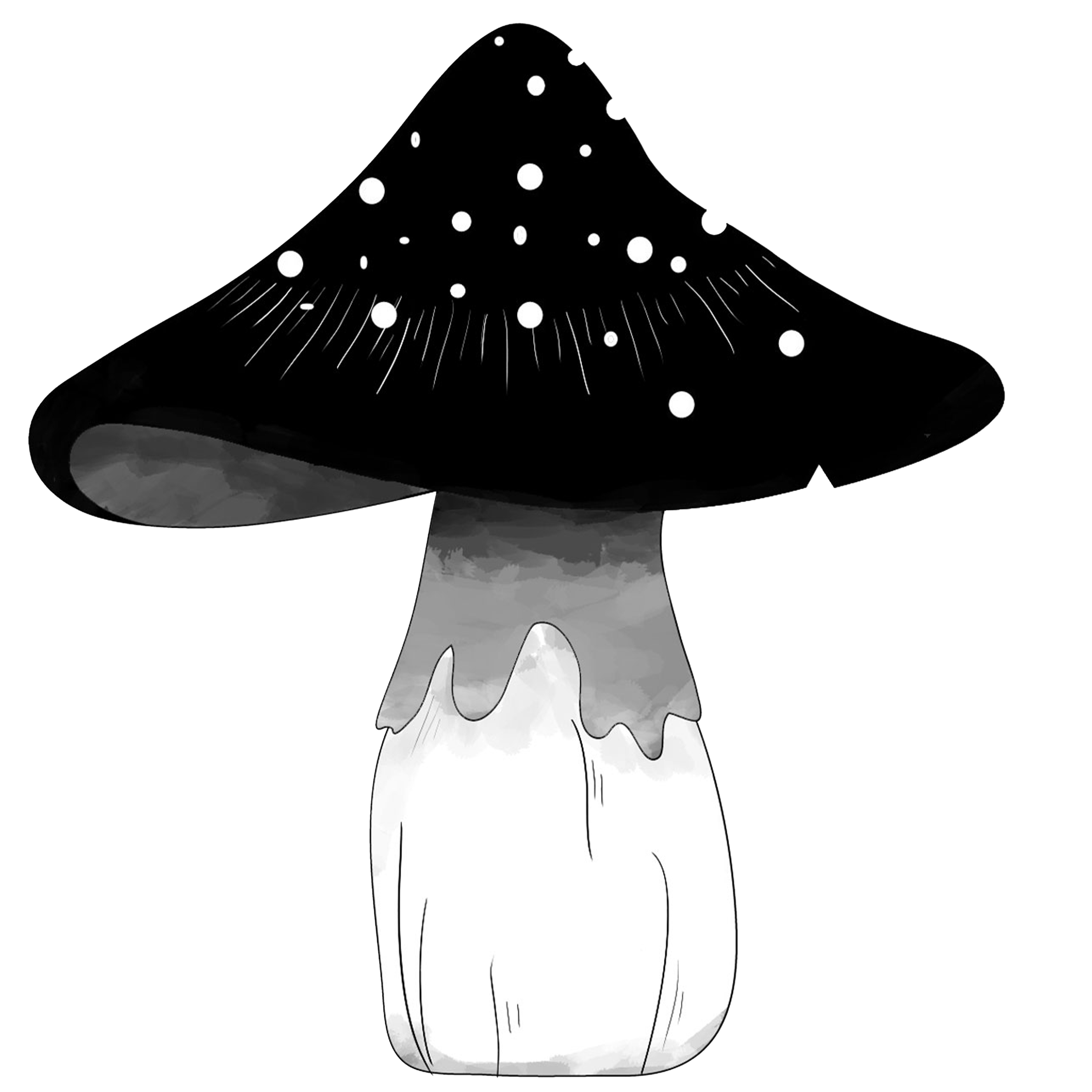 Mushroom illustration by Manal Rakfaoui